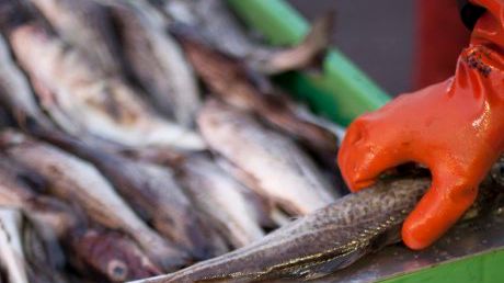 Svenska kvoten för torsk i Kattegatt redan slut - HaV stoppar årets fiske
