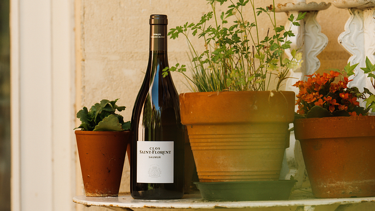 Ekologisk Chenin Blanc från Loire – tillfällig lansering av Clos Saint Florent 2021