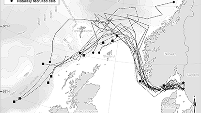 Även utplanterad ål hittar vägen till Sargassohavet