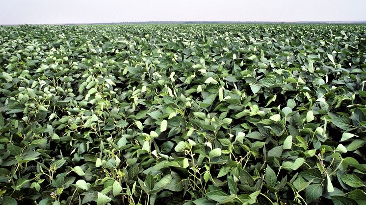 100 procent ansvarsfull soja skyddar värdefull natur