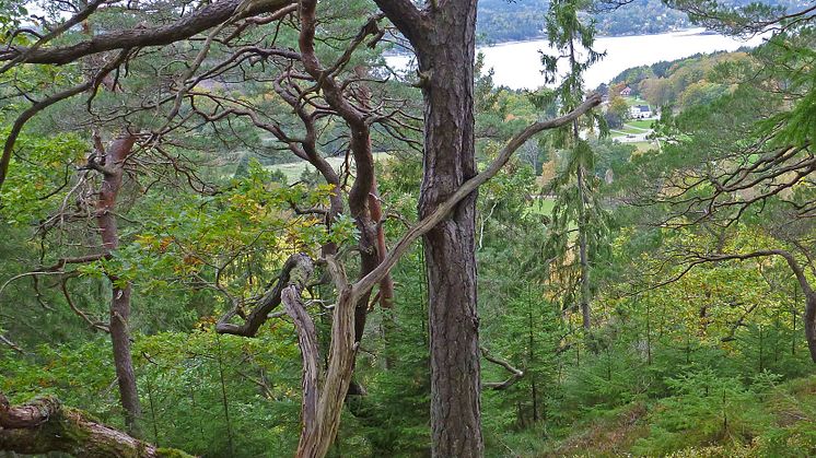Korsviken, Ljungskile