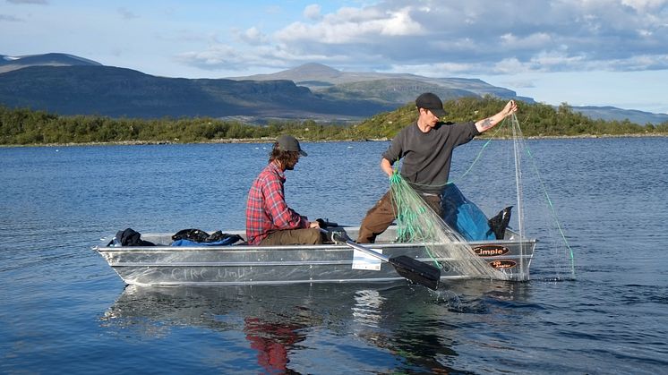 Sven Norman har studerat produktionen av fisk i fjällsjöar, här i närheten av Torneträsk.