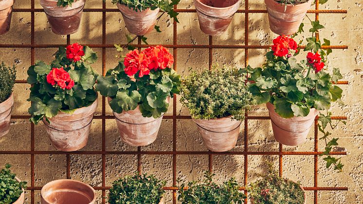 Pelargoner och kryddor ELD O JORD 
