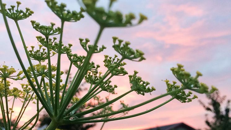 Net zero greenhouse gas emissions by 2035 are a key goal for the city of Helsingborg. The city is now establishing a framework for sustainability-linked bonds where interest rates are linked to emission reductions.