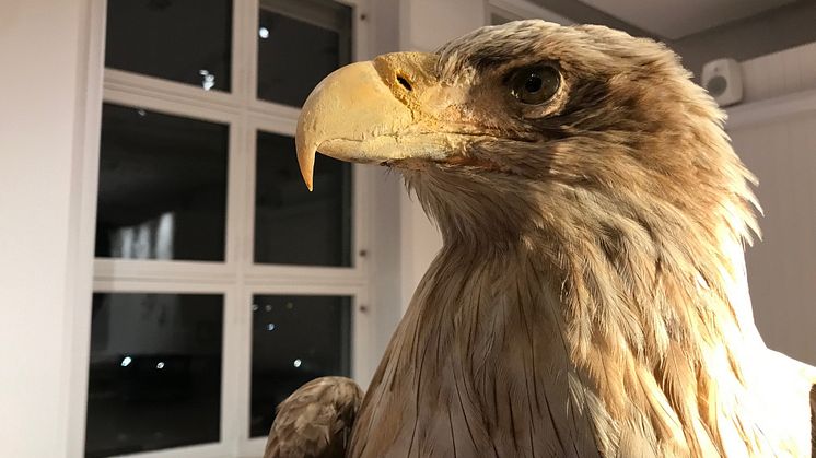 Havsörn-museisamlingarna
