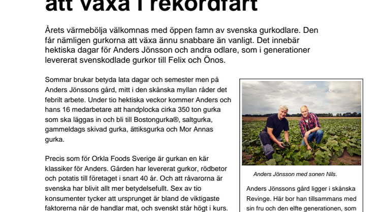 Hettan får svenska gurkor att växa i rekordfart