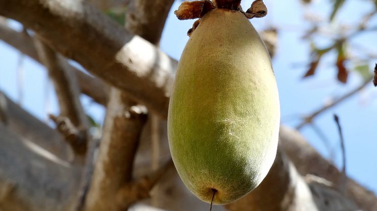 Exotisk frukt ska smaksätta ny burgare