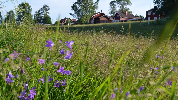 Handlingsplanen för grön infrastruktur spänner över flera olika områden och bland de nya åtgärdsförslagen hittar vi allt från att skapa ängsmarker av gräsmattor, till att förebygga terrängkörning i fjällen.