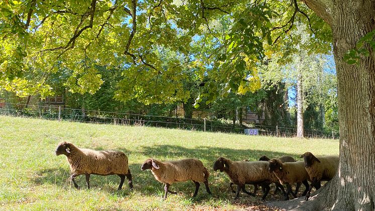 Schafherde im Goetheanum-Gartenpark (Foto: Sebastian Jüngel)