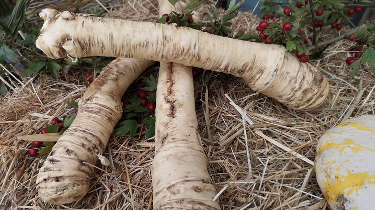 pepparrot_fotoMargaretha Jonsson