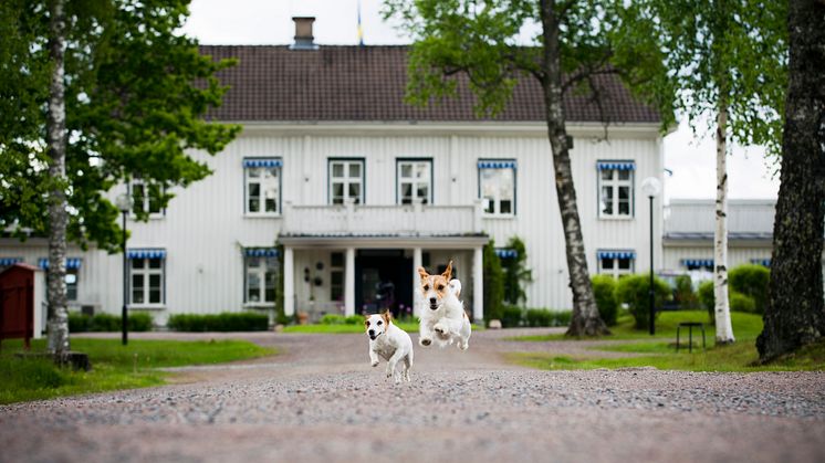 Hundrummen finns kvar efter pandemin