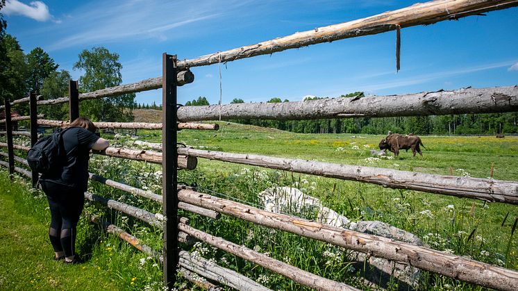 Bisons_Avesta_fotoAnnaHolm_VisitDalarna
