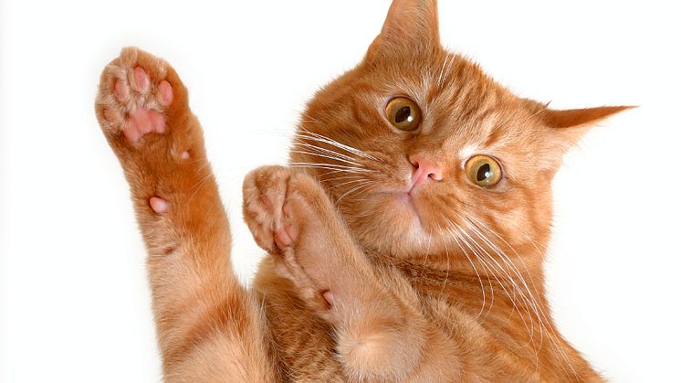 Nu blir det mjausik för Sveriges 1159 500 katter: Här är topplistan med sommarhitsen för katten