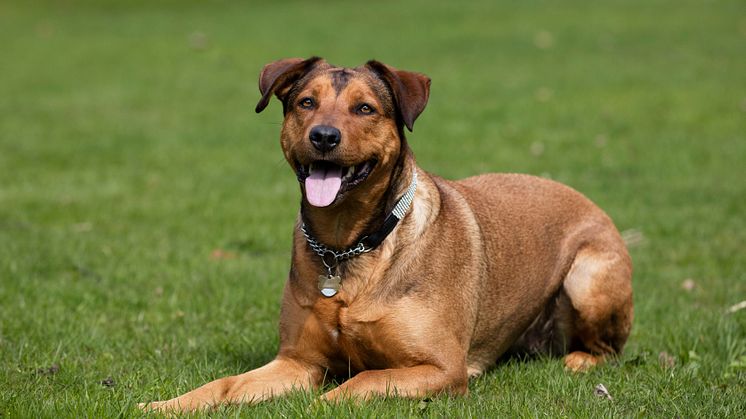 Shila - april 2016  