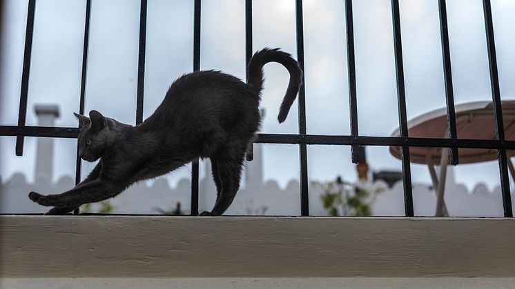 CATS Buenos Aires. Foto: Karl Melander
