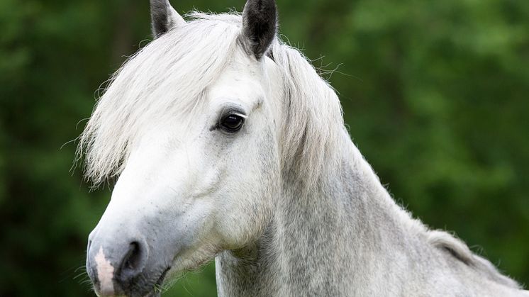 Sveland höjer hästarnas ersättningsnivå