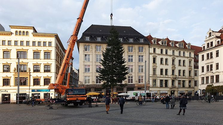Aufstellen des Weihnachtsbaums 2023 - Foto: Andreas Schmidt
