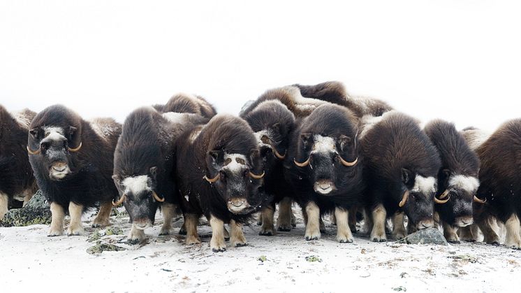 Musk oxen at Dovre mountains. Photo: Asgeir Helgestad / VisitNorway.com