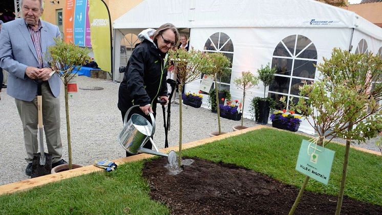 Marit Paulsen planterar träd i Almedalen