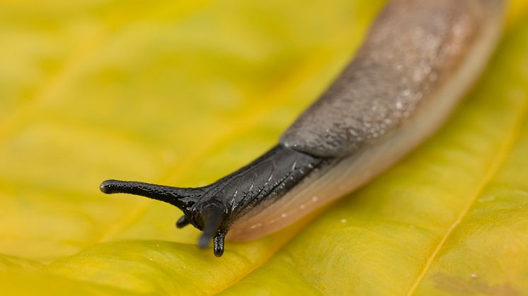 Svarthuvad snigel_Krynickillus_melanocephalus Foto_ Jonas_Roth