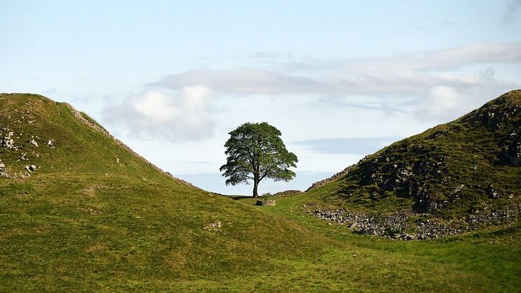 View towards the Sycamore Gap Tree on Hadrian's Wall in Northumberland before it was illegally felled last Autumn - credit National Trust Images, John Millar