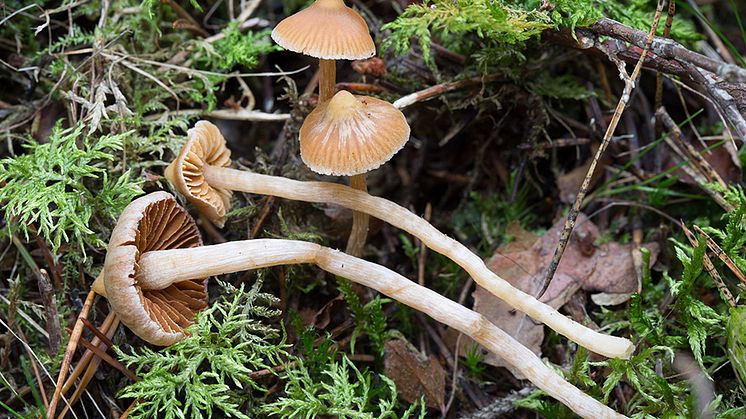 Spetsspindlingar (Cortinarius acutus). Foto: Michael Krikorev