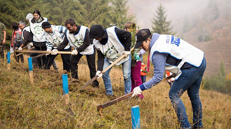 Pădurea JYSK la Roșia Montană – o miniplanetă verde 