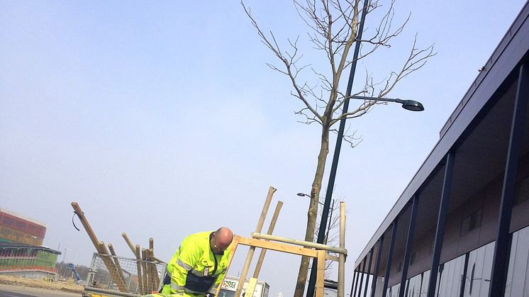 Trädplantering längs Hyllie boulevard