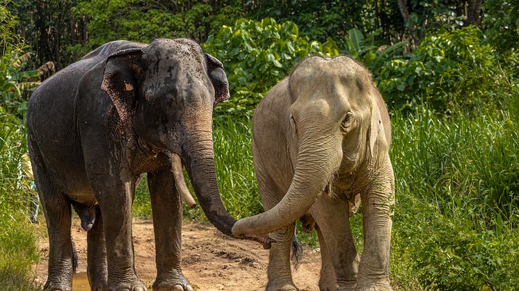 Elefanter i det djurvänliga reservatet Following Giants i Thailand. Foto Tom Svensson