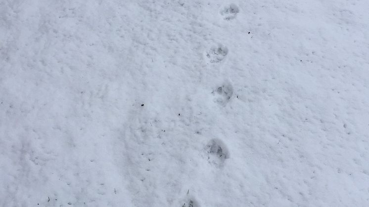 Inventering av lodjur sker i spårsnö