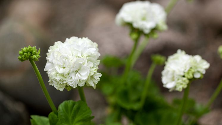 Rosenknoppspelargonen ’Kronprinsessan Mary’ 
