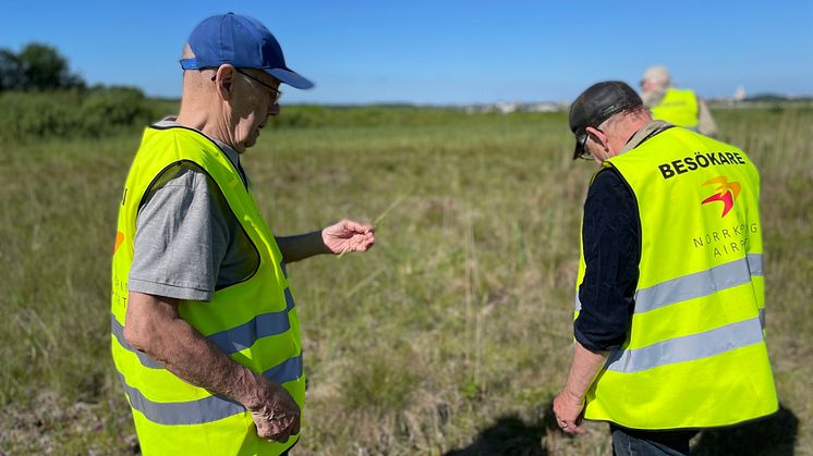 Den 15 juni samlades artentusiaster tillsammans med kommunekolog Malin Larsson och utforskade flygplatsens kalkkärr.