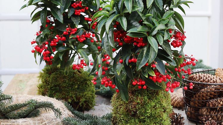 Ardisia rød