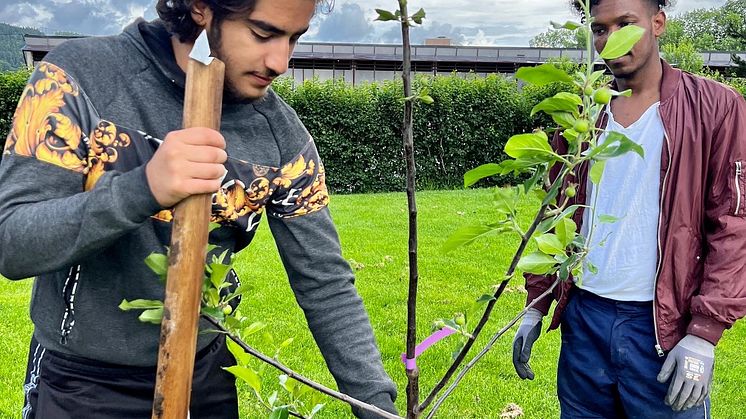 Treplanting Lif Laga