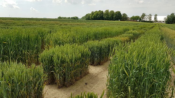 Utvärdering i fält av sortmaterial från NordGen, utfört i Svalöv 2019 av Lantmännen. Foto: Aakash Chawade