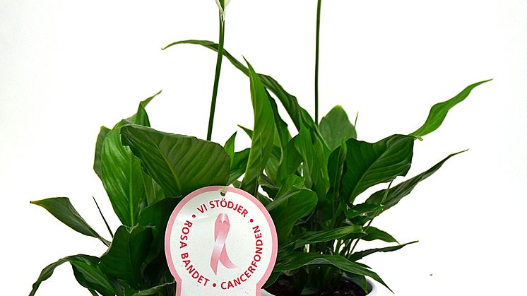 Dagens Rosa Produkt 23 oktober - en Fredskalla från Mäster Grön