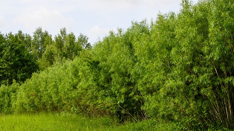 Med en bränslemarknad där priserna har stigit senaste åren vill Solör Bioenergi bidra till att väcka liv i salix-branschen oc