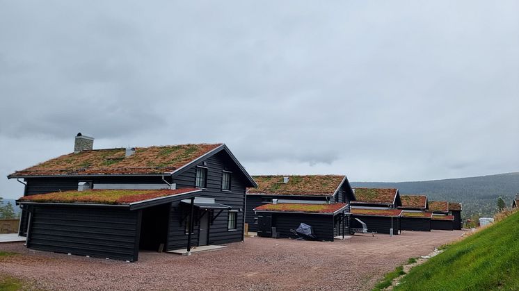 Stöten_Sedumtak_2