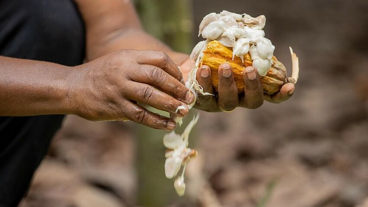 Fairtrade und dm: Projekt zur Förderung von Kakaobauern in Sierra Leone