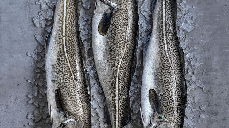 Norway's seasonal hero cod; Skrei