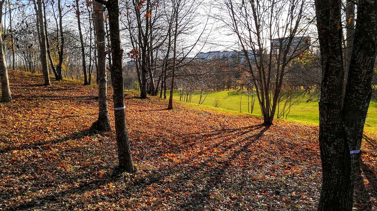 Höst i Järva DiscGolfPark