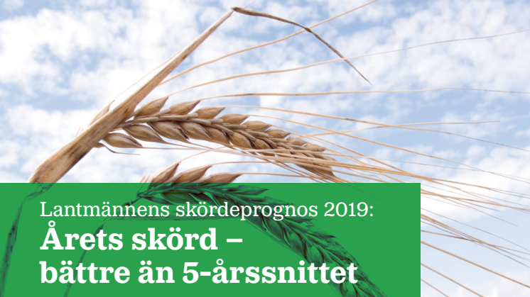 Lantmännens skördeprognos: Årets skörd − bättre än 5-årssnittet