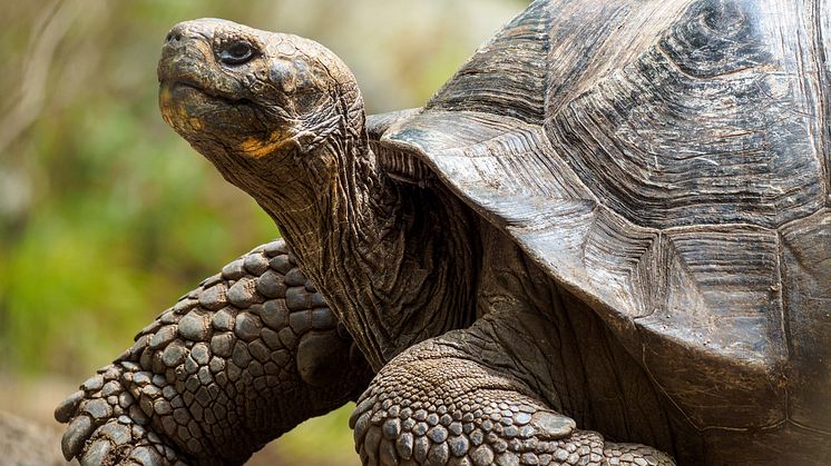 HRX, Galapagos, tortoise.jpg