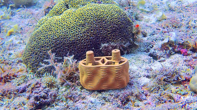 Projektstart zur Wiederbelebung von Korallen und Mangroven auf den Philippinen