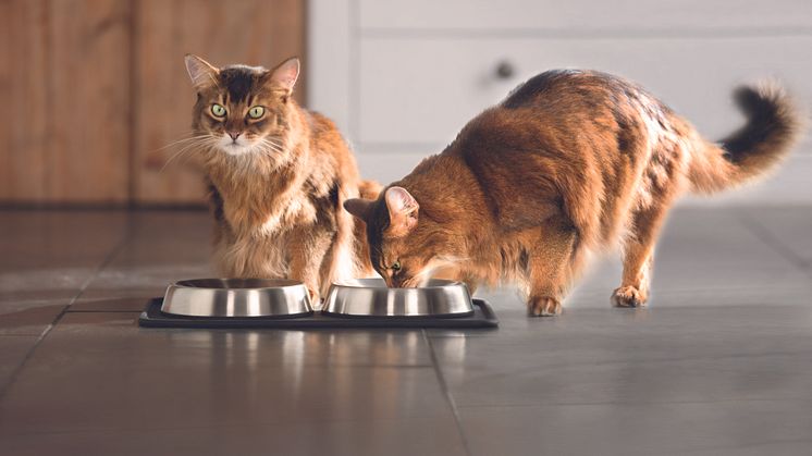 Katzen sind die Schleckermäuler unter den Haustieren. Am besten bietet man ihnen verschiedene Dinge zur Abwechslung an.