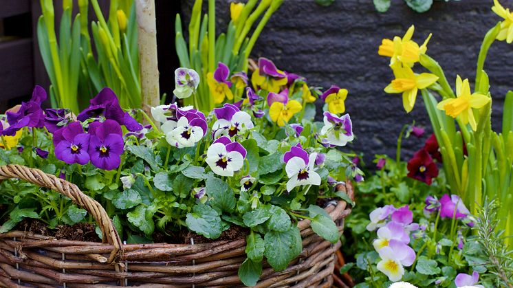 Blomsterlandet öppnar ny butik i Uppsala