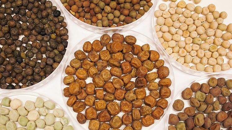 Några av de ärter som har levererats till det svenska projektet från genbanker runt om i världen. Alla hör trots olika utseenden till samma art, Pisum sativum. Foto: Cecilia Hammenhag