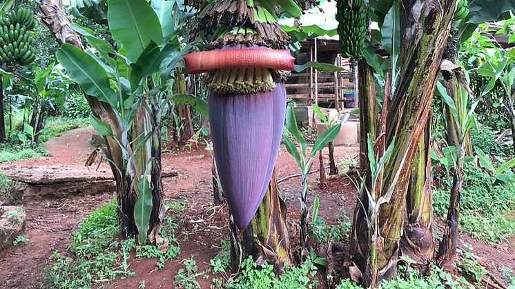 Bananenstaude in Kenia (Foto: Lin Bautze)