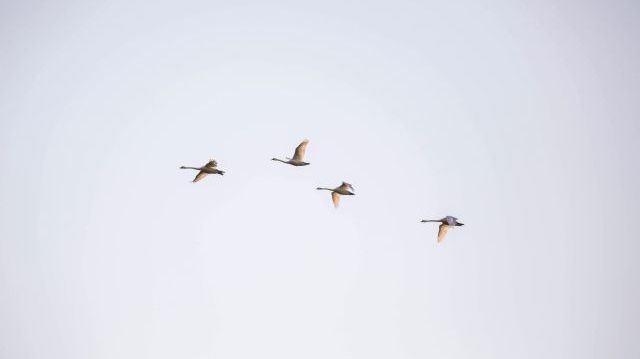 Genrebild flygande svanar. Foto: Carl Johansson, Jordbruksverket