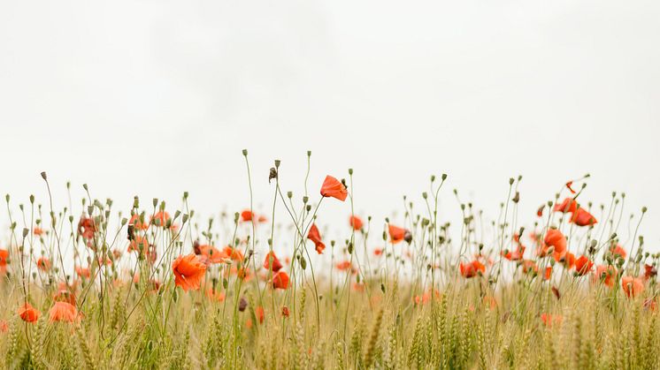 Foto: Unsplash